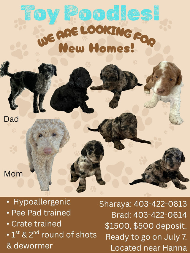 Toy poodle puppies looking for their forever homes in Dogs & Puppies for Rehoming in Medicine Hat