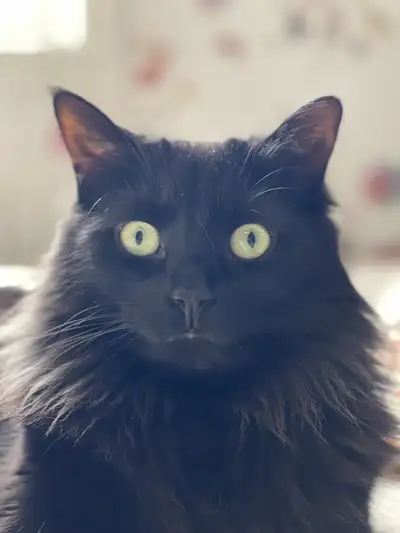 female black cat  and male Persian, View more