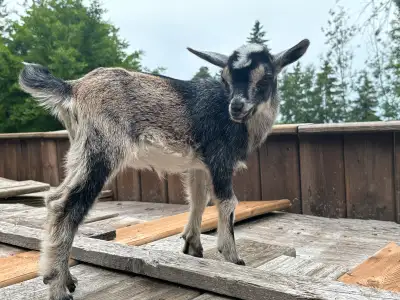 GOAT MAMA AND BABY $760 - Pickering , View more