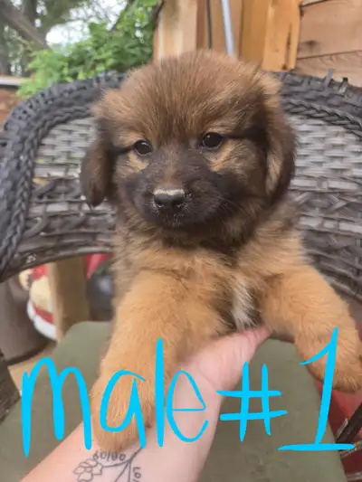 2 batches of pups looking for forever homes, View more