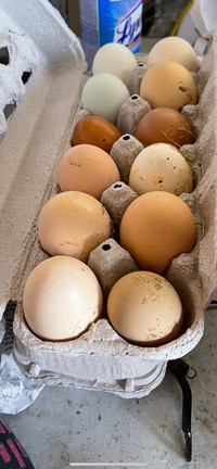 Pasture raised eggs $8 per dozen