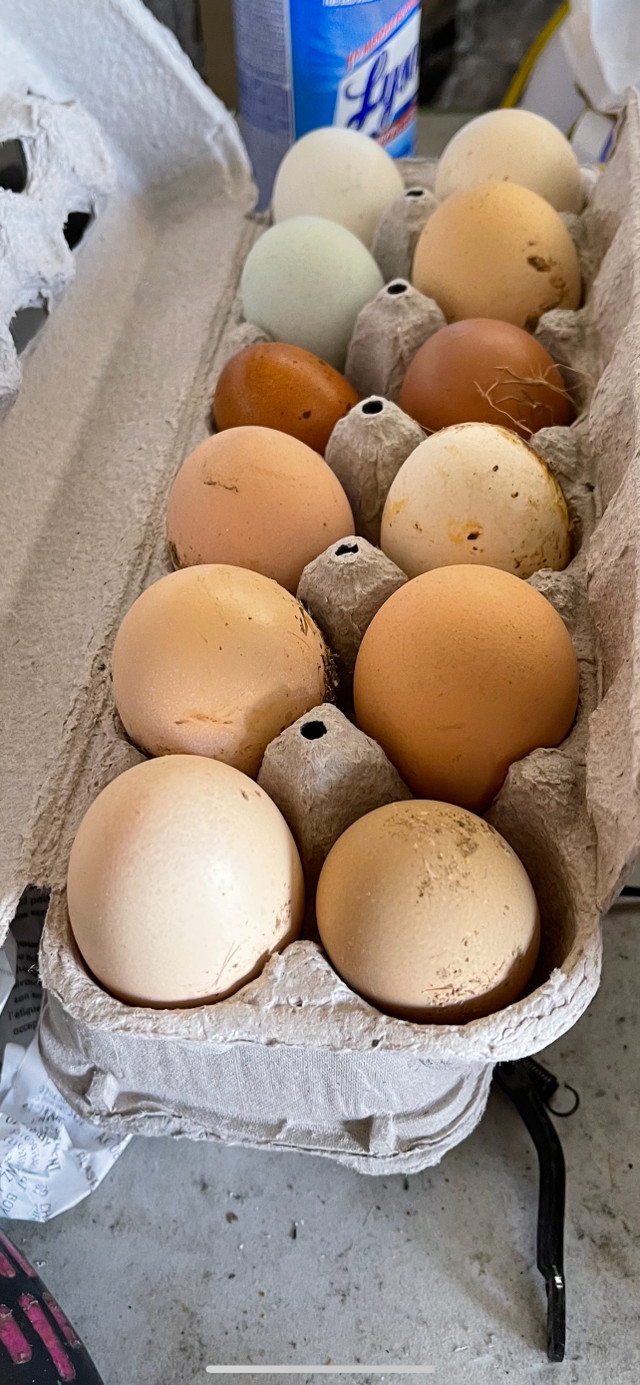 Pasture raised eggs $8 per dozen in Other in Oshawa / Durham Region