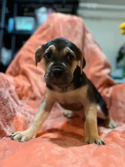 Please text me 647 234 4370 American Bulldog and French Bulldog mix ONLY FEMALE LEFT The sweetest pu...