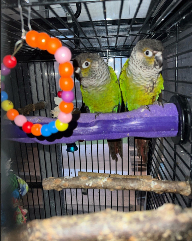 TWO green cheek conure birds with entire cage setup in Birds for Rehoming in Mississauga / Peel Region - Image 2