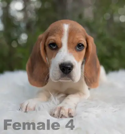 Beagle Puppies, View more