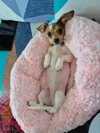 Bébé teckel femelle, View more