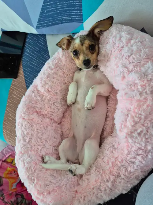 Femelle teckel de 3 mois. Sa maman es croiser teckel et chihuahua. sont papa 100% teckel. Super douc...