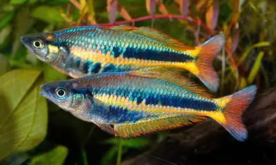 The rare and stunning Alleni rainbow fish is in stock, very seldom are these found in the trade. At...
