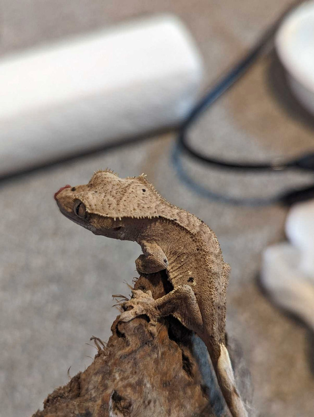 Gargoyle Geckos  in Reptiles & Amphibians for Rehoming in Chilliwack - Image 4