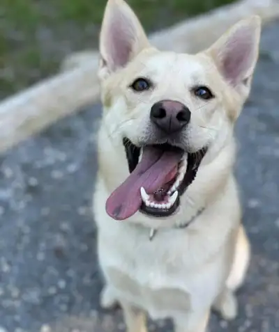 Looking for a new home for a 5 year old blue heeler, lab, German shepherd and collie mix male dog. H...