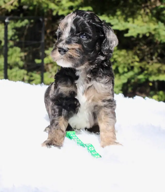 moyen Goldendoodles puppies