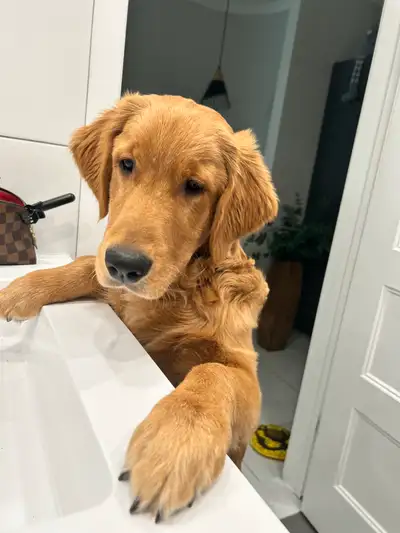 Purebreed Male Golden Retreiver. Born on July 26th, 2024. Vaccines up to date & dewormed. Very good...