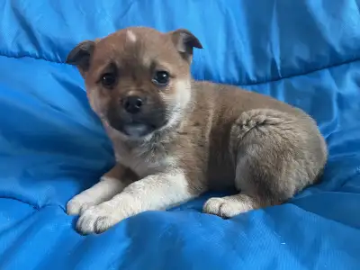 Golden Shepsky Puppies, View more