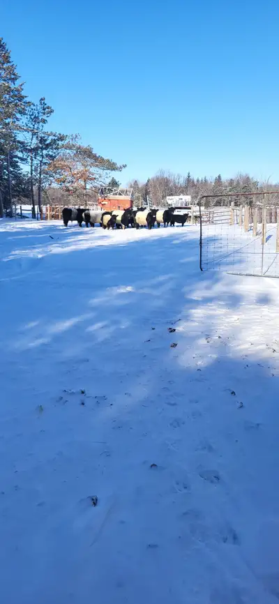 Galloway cattle partial herd dispersal, View more