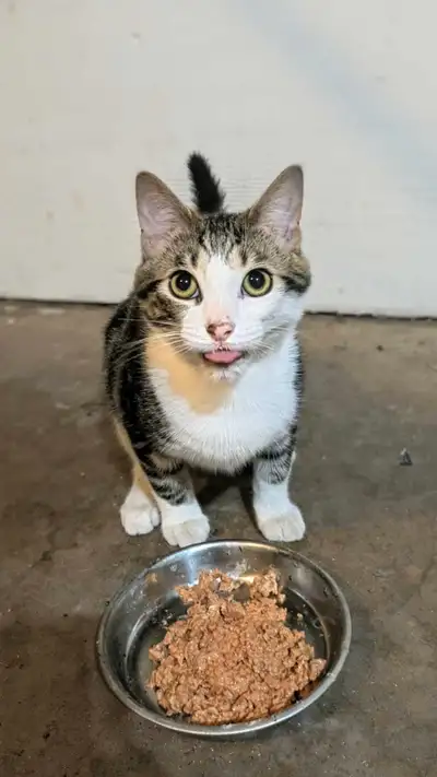 Gorgeous Kitten with All Supplies, View more