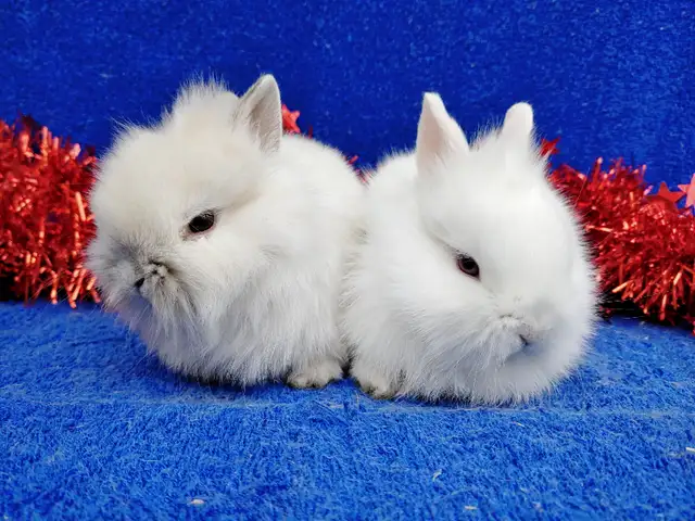 EXTRAORDINARY FUZZY CHINCHILLA NETHERLAND DWARF BUNNY RABBIT in Small Animals for Rehoming in City of Toronto - Image 6