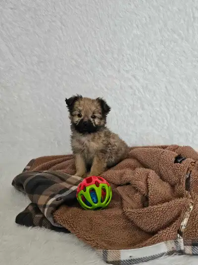 Small breed puppy, View more