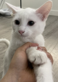 2 white kittens- 3.5 months old (male and female)