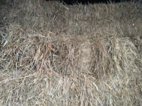 First cut grass hay