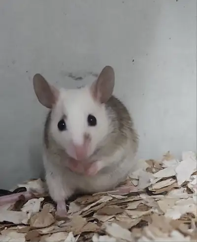 souris africaine à poil doux, rat natal, natal rat, rongeur, View more