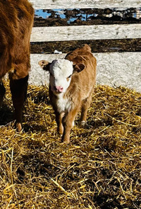 Mini Hereford x heifer calf. 