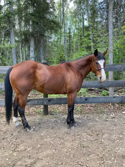Barrel horse for sale , View more