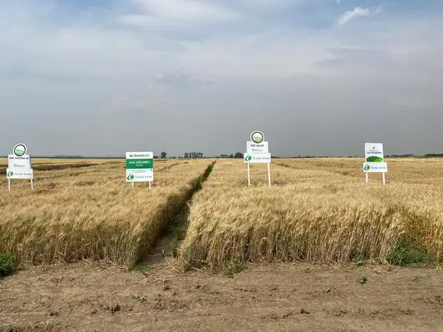 GoldNet Durum Seed - Certified Seed in Other in Lethbridge - Image 5