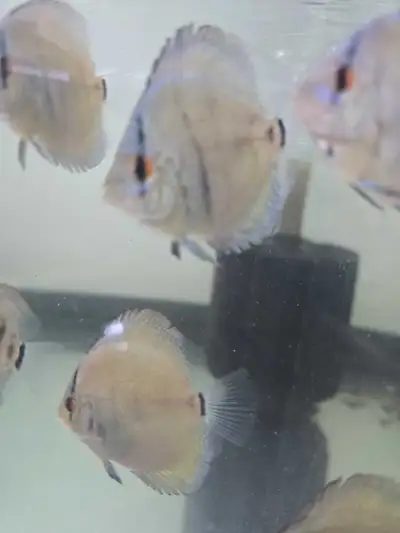 European blue cobalt discus, View more