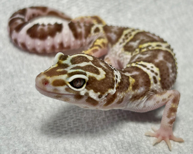 Leopard Geckos  in Reptiles & Amphibians for Rehoming in Lethbridge - Image 2