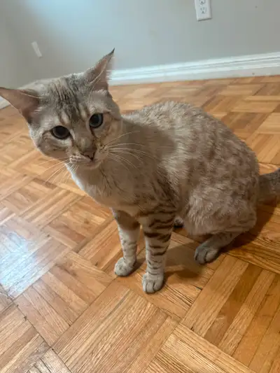 Looking for a new home for our male snow bengal Hector, 1 year old he would is unfixed so would be a...