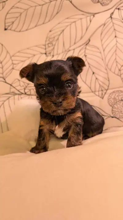 tiny beautiful shorkies, View more