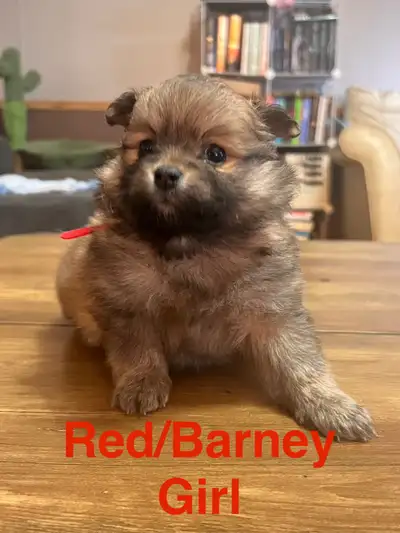 PRICE DROP- Purebred Pomeranian’s!, View more