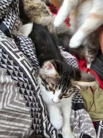 3 month old kitten for sale, View more