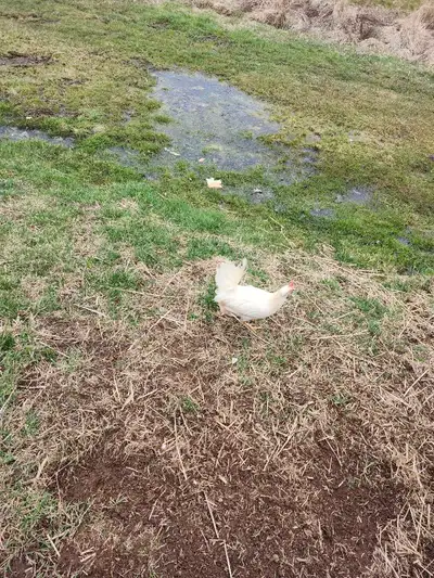 white hens for sale , View more