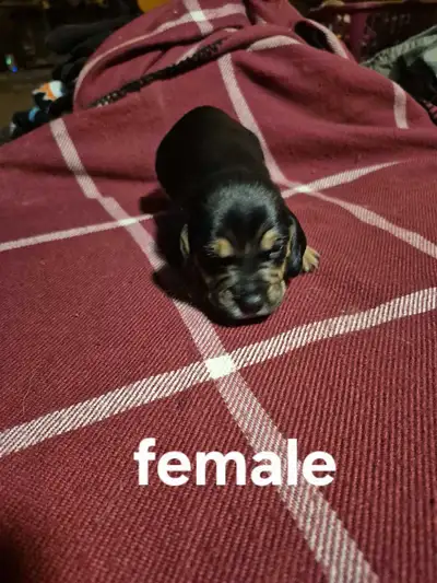 Beagle puppies, View more