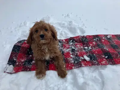 Cavapoo puppies, View more