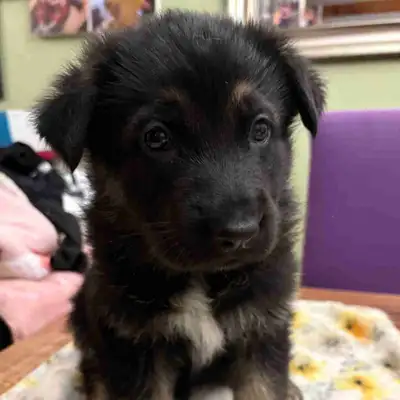 chiots berger allemand, View more