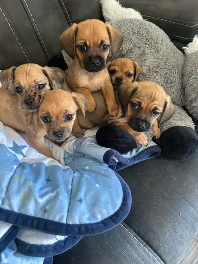 Chiens à vendre/Dogs for sale, View more