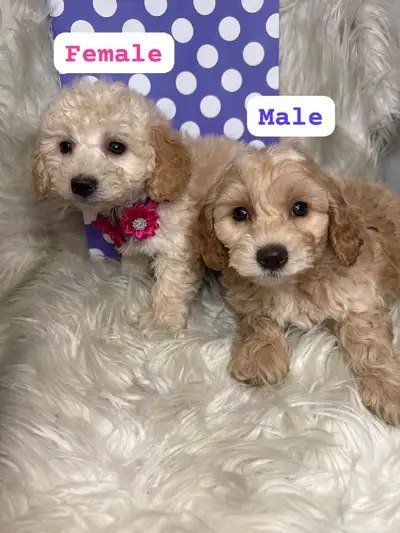Gorgeous Bichonpoo puppy, View more