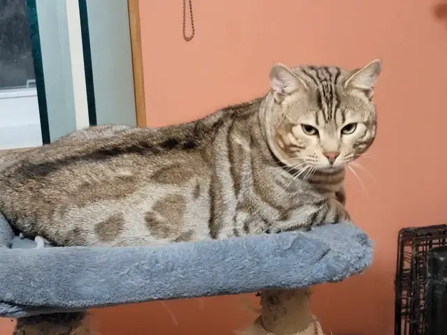 couple Bengal in Cats & Kittens for Rehoming in Victoriaville - Image 4