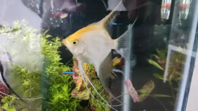Extra-large golden Angelfish, View more
