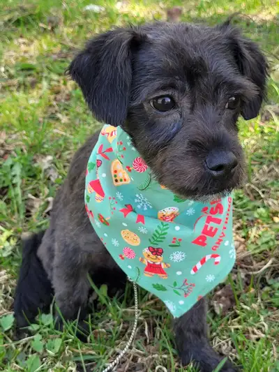 Our last puppy Maltese cross Chihuahua Male Adorable, very friendly ,playful Eating wet and dry food...