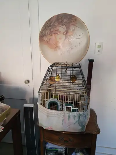 canary for sale, View more