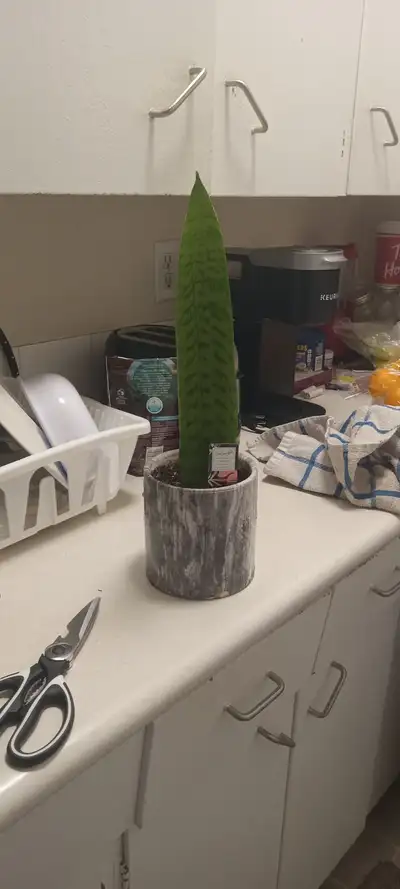 Live snake plant, View more