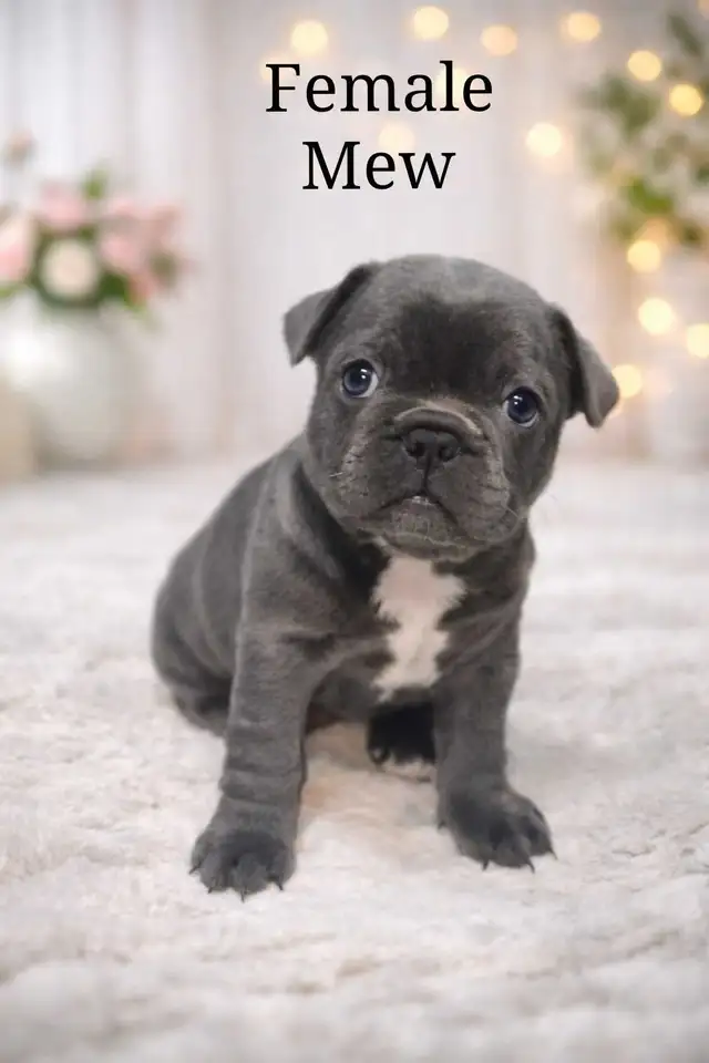 Rare Merle French Bulldog puppies – very beautiful markings in Dogs & Puppies for Rehoming in Fort St. John - Image 3