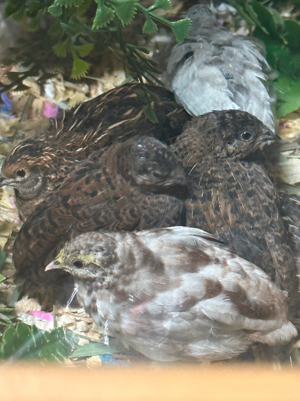 Button Quail in Birds for Rehoming in Comox / Courtenay / Cumberland - Image 3