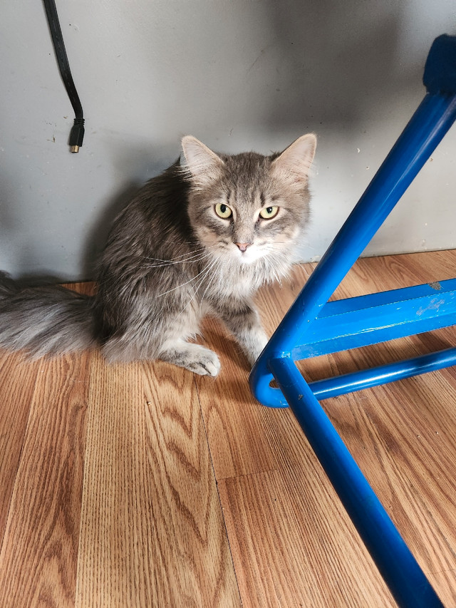 FIXED MALE Cats & Kittens for Rehoming Windsor Region Kijiji