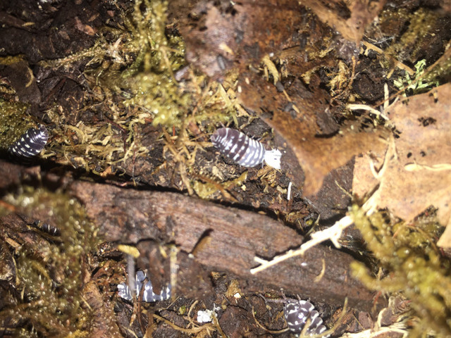 Cloportes-Isopods Armadillidiun maculatum  « Spotted » dans Reptiles et amphibiens à adopter  à Ville de Québec - Image 3
