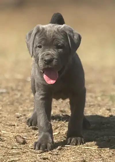 Purebred cane corso puppies . These beautiful puppies come from the granddaughter of the highly deco...