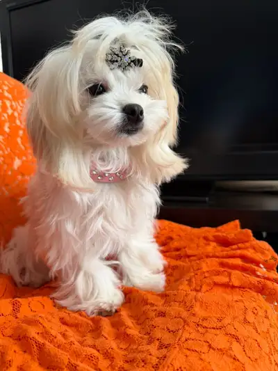 Maltipoo princess, View more